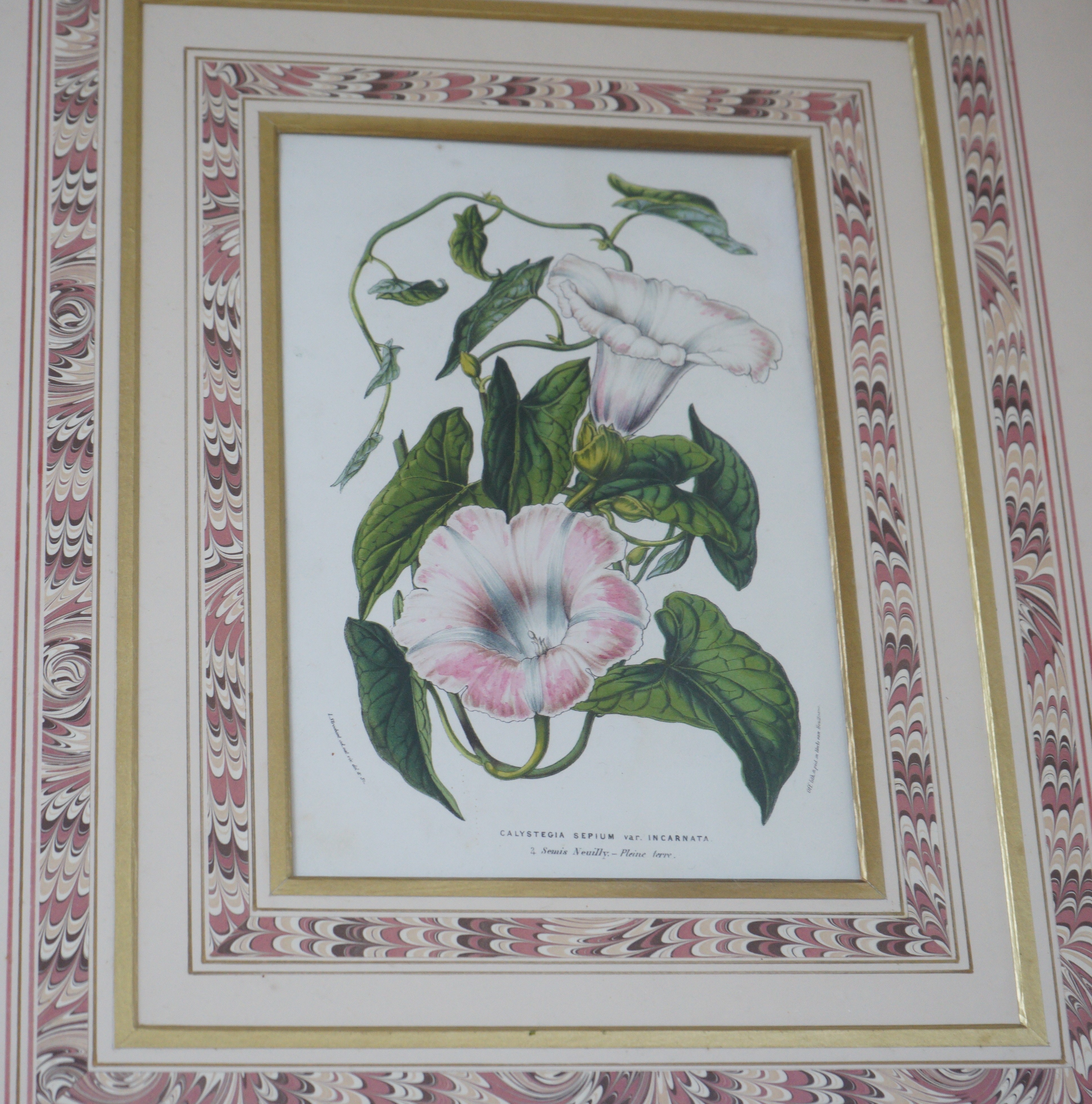 A group of assorted prints comprising set of four Victorian botanical studies, 23 x 16cm, a set of six chromolithographs of chickens, a set of four Henry Rushbury colour prints and a shooting scrap